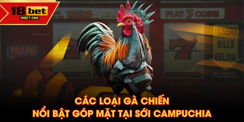 Các loại gà chiến nổi bật góp mặt tại sới Campuchia Các loại gà chiến nổi bật góp mặt tại sới Campuchia