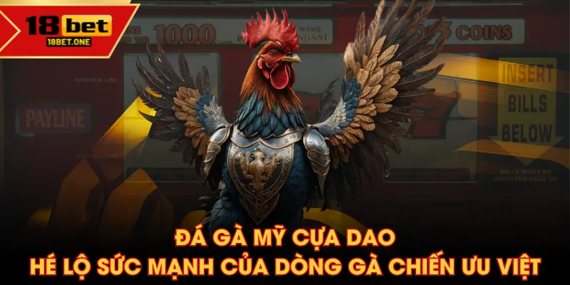 đá gà Mỹ cựa dao