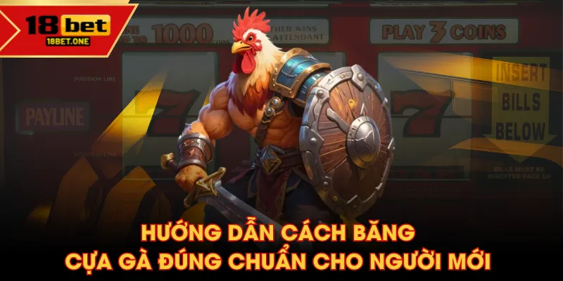 cách băng cựa gà