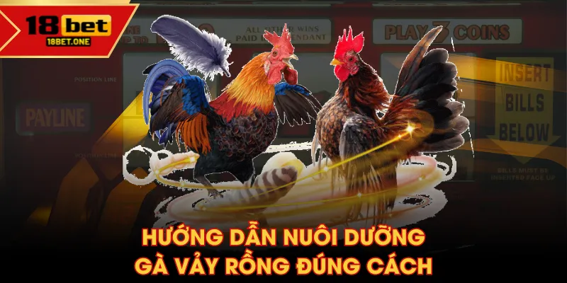 Hướng dẫn nuôi dưỡng gà vảy rồng đúng cách Hướng dẫn nuôi dưỡng gà vảy rồng đúng cách