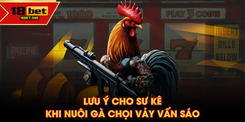 Lưu ý cho sư kê khi nuôi gà chọi vảy vấn sáo Lưu ý cho sư kê khi nuôi gà chọi vảy vấn sáo