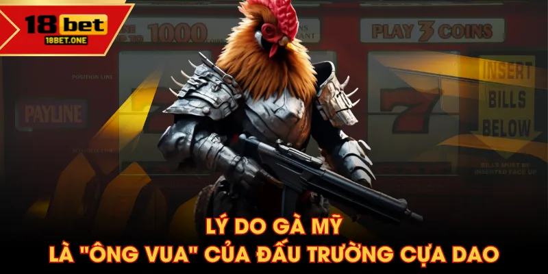 Lý do gà Mỹ là "ông vua" của đấu trường cựa dao Lý do gà Mỹ là "ông vua" của đấu trường cựa dao