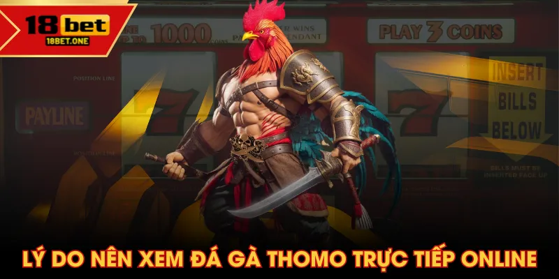Lý do nên xem đá gà Thomo trực tiếp online Lý do nên xem đá gà Thomo trực tiếp online