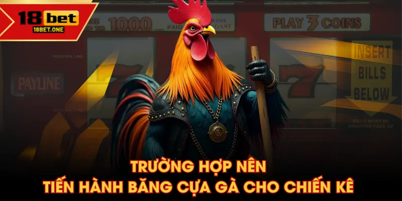 Trường hợp nên tiến hành băng cựa sắt cho chiến kê