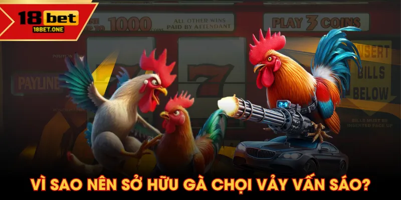 Vì sao nên sở hữu gà chọi vảy vấn sáo? Vì sao nên sở hữu gà chọi vảy vấn sáo?